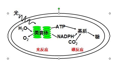 如何學習高中生物光合作用