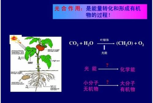 光合作用是一個(gè)光生物化學(xué)反應(yīng) 光對(duì) 有機(jī)物 的影響極大
