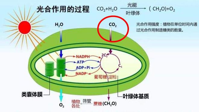 &ldquo;小蘇打&rdquo;蒸饅頭非常牛,在蔬菜種植界,更是大有錢(qián)途可為