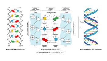 高二生物知識(shí)點(diǎn) 光合作用