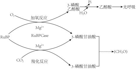 植物葉肉細(xì)胞中光合作用與呼吸作用的ATP生成過程解析