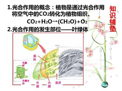 植物光合作用暗反應中C3、C4和CAM途徑在古代食譜分析中的應用