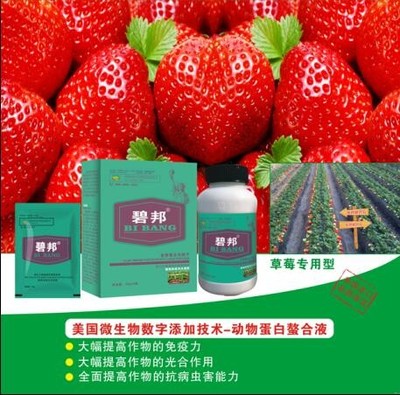 山東莘縣進口葉面肥和沖施肥經銷商 光合作用在農業增產中的關鍵作用